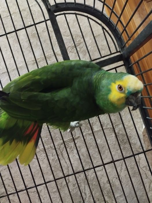 Продам попугая Амазон