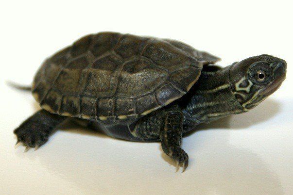 Отдам в добрые руки