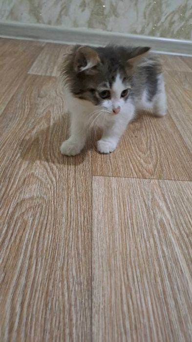 бесплатно отдаем котенка