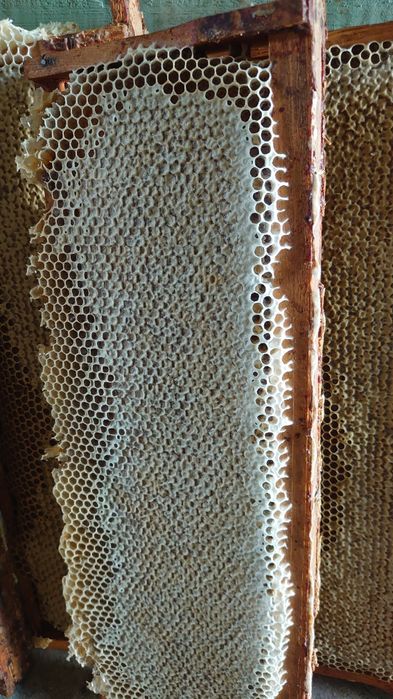 Vând miere albine bio