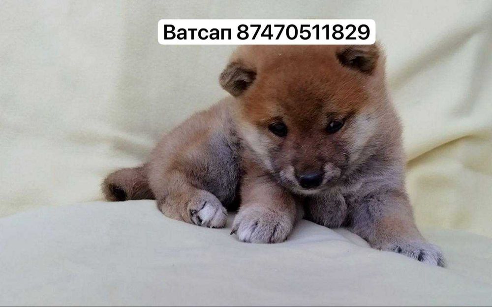 Щенки сиба-ину готовы к брони мальчики и девочки