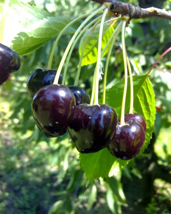 Cireş negru amar soiul Regele Negru
