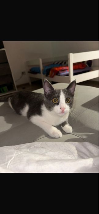 Отдам котенка.
