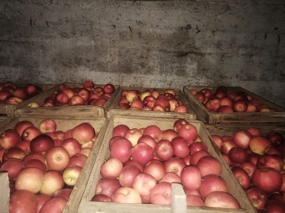 Avem mere de vanzare