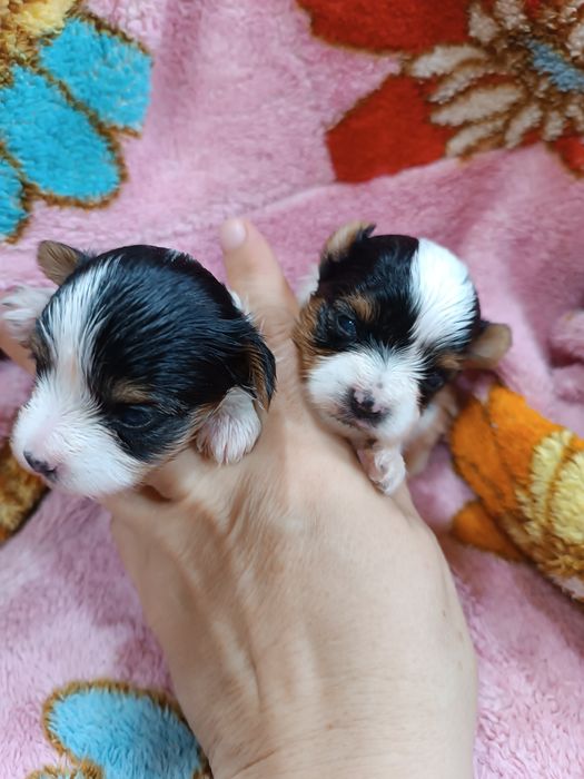 Щенки бивер йорка.резерв