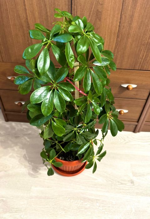Arbore umbrela, Schefflera