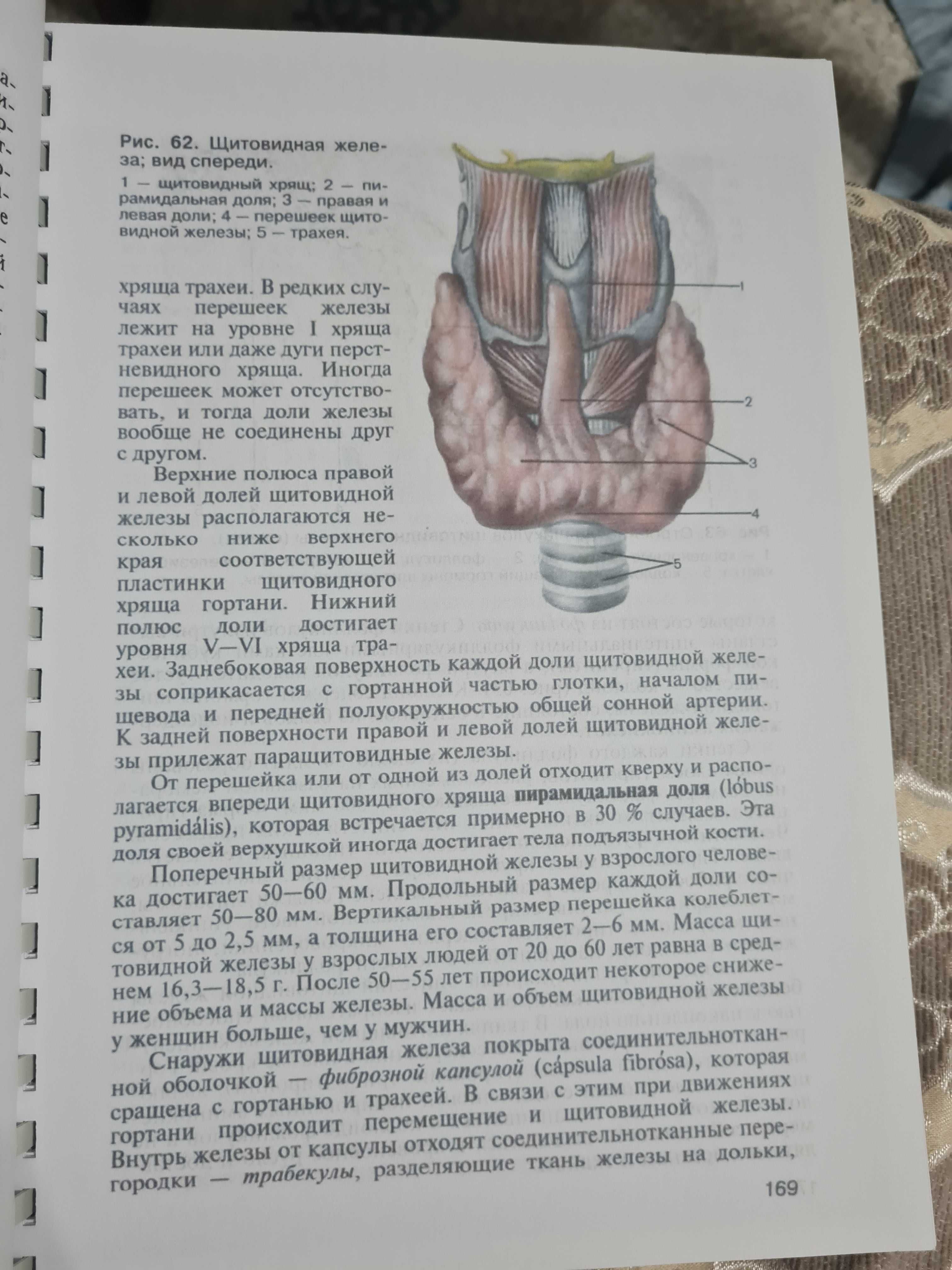 Анатомия человека Сапин