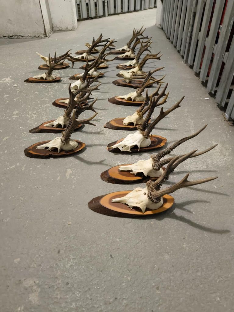 Trofee  caprior  cerb