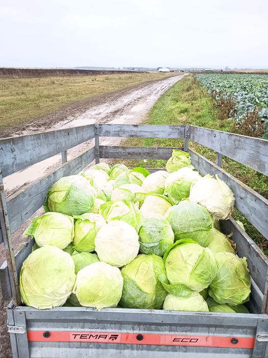 Varza de Buzău de vânzare