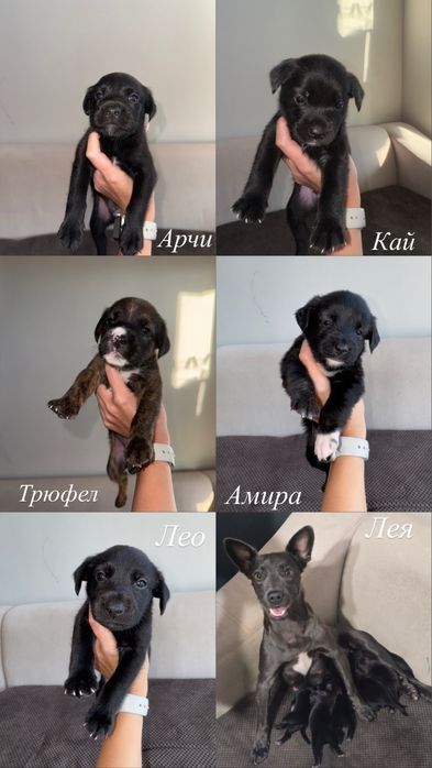 Пет бебета кученца