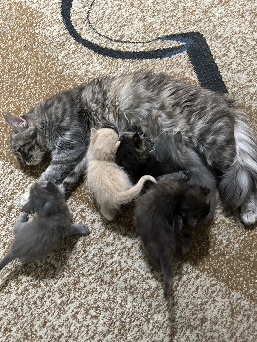 Котята от сибирской кошки