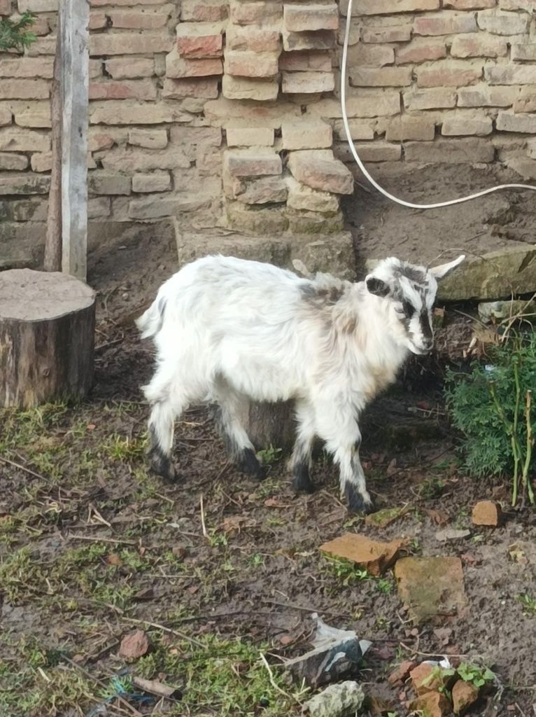 Vând iezii la un preț corect!