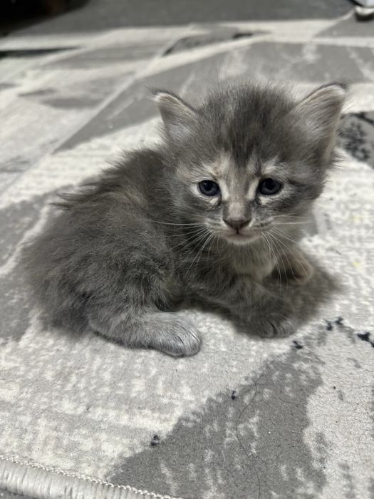 Mushukchalar beriladi