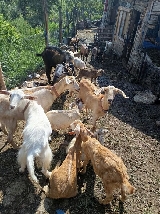 Vând 10 capre și un tap