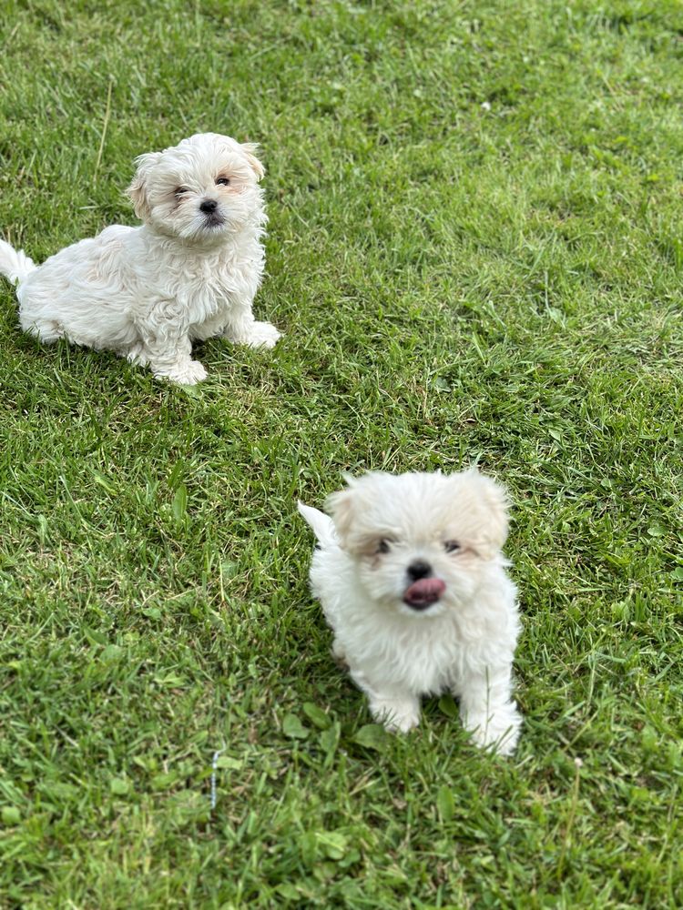 Shih Tzu disponibil