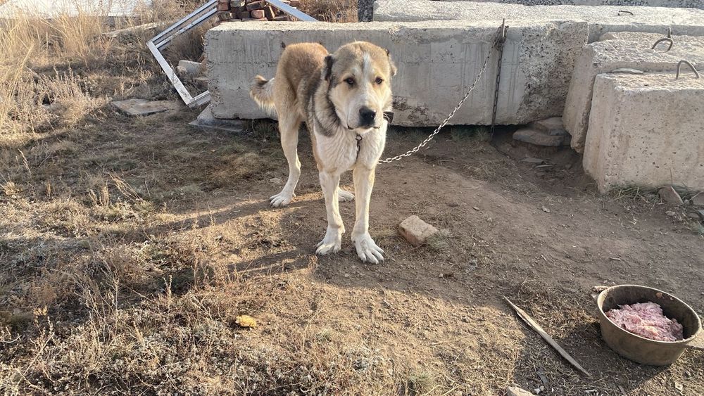 Продам сына прямого Мойнака Жакыпа