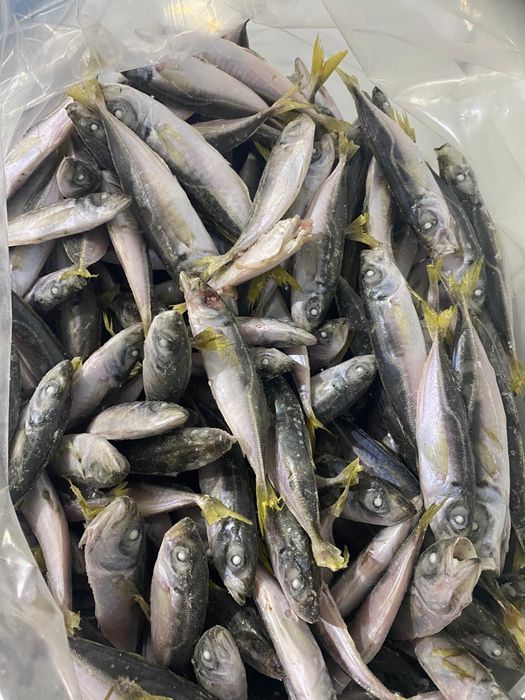 Stavrid Congelat si Ambalat