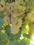 Vand struguri de vin.  MUST SI VIN PRODUCTIE 2024