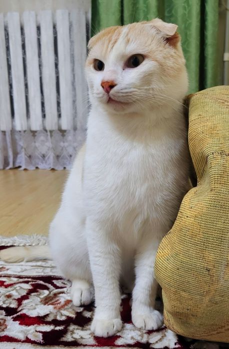 Кот в добрые руки