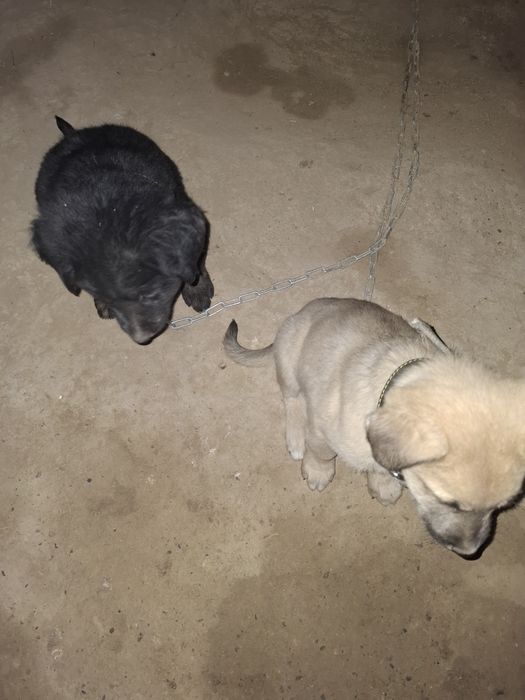 Отдам срочно щенят в хорошие руки