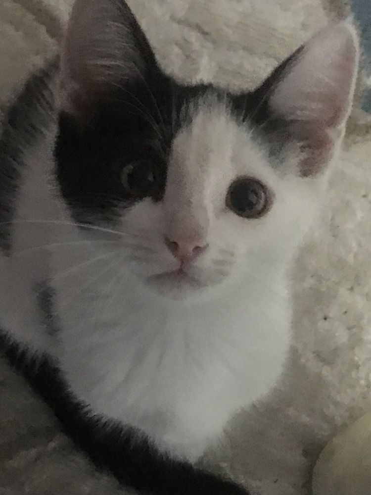 Ищем дом для котенка