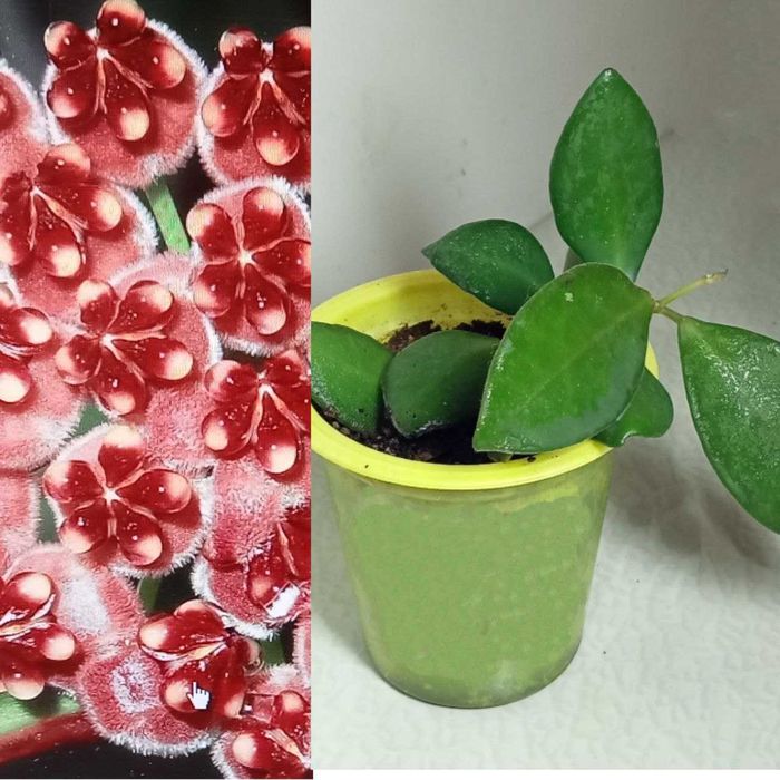 Продам. Редкий , коллекционный сорт - Hoya Tsangii. Красивоцветущий.