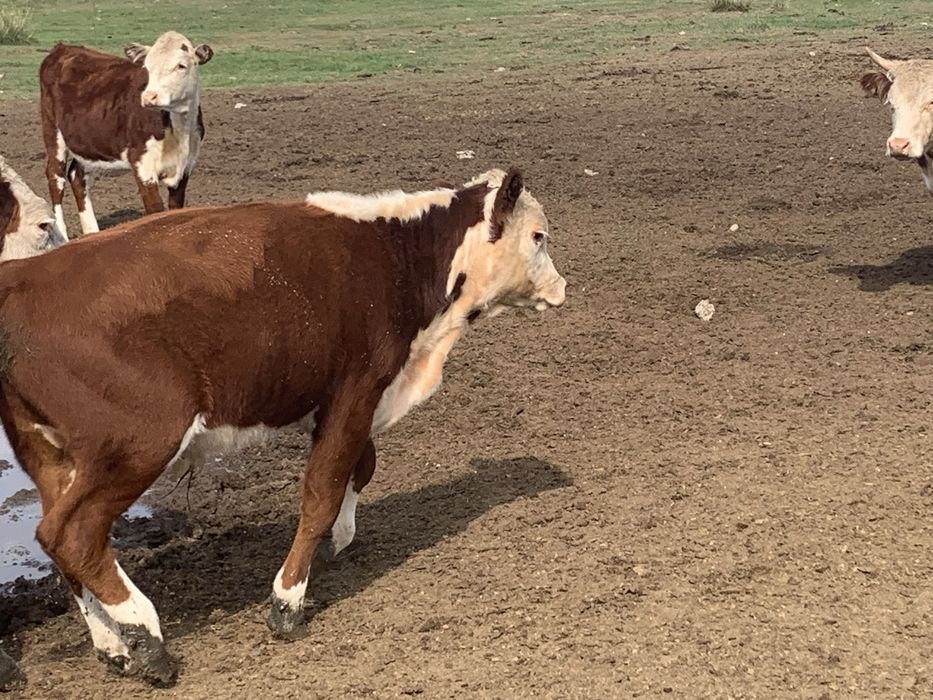 Продам телок ак бас