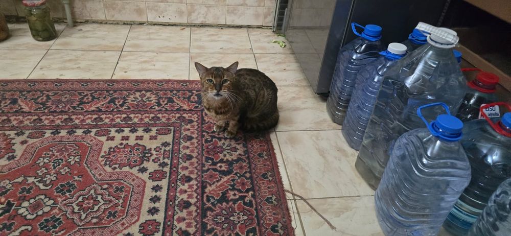 Отдам породистую бенгалку