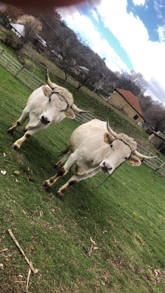 Vand boi pentru munci agricole!