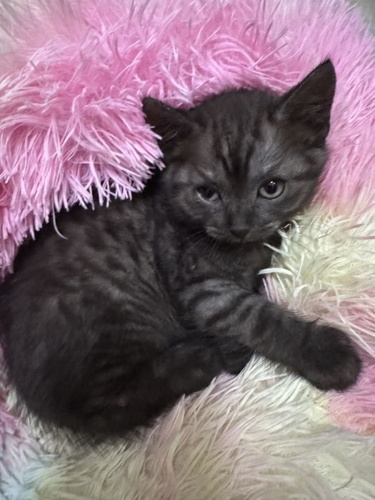 Отдам котят 1 девочка, 1 мальчик