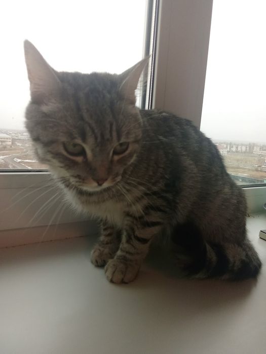 Британский красавец ищет дом!Находится в пгт качар

- *Порода: