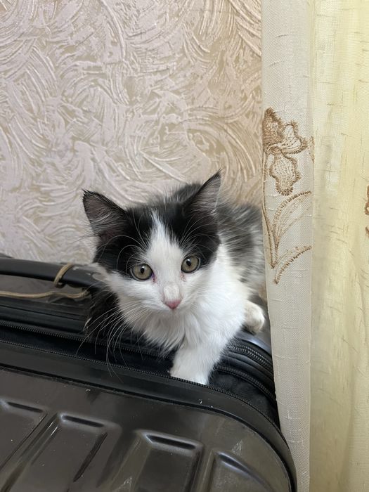 Отдам котёнка в добрые руки