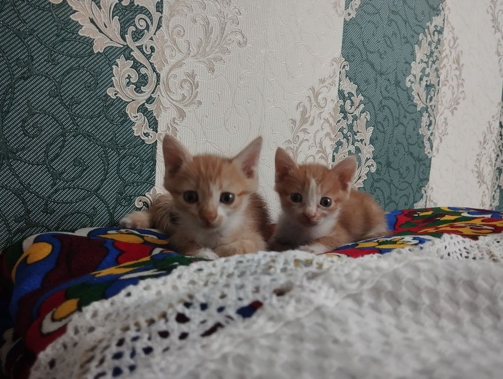 Отдам котят даром