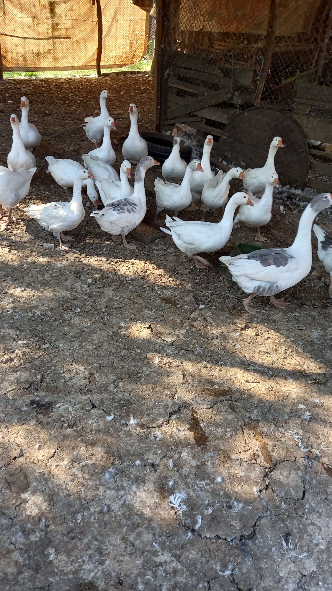 Gâște Toulous se pot vedea în  com Caraulauna Caraula Dolj