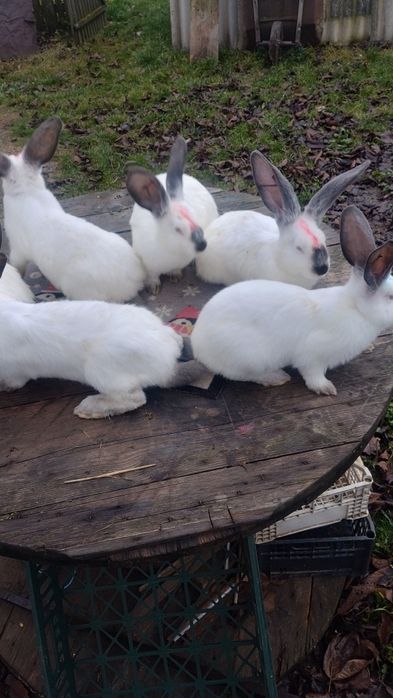 Tineret Uriaș de Transilvania