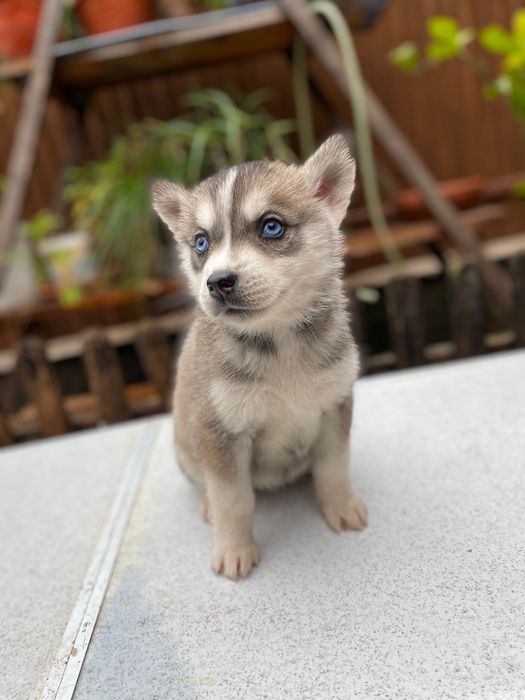 Femela husky siberian, exemplar deosebit!