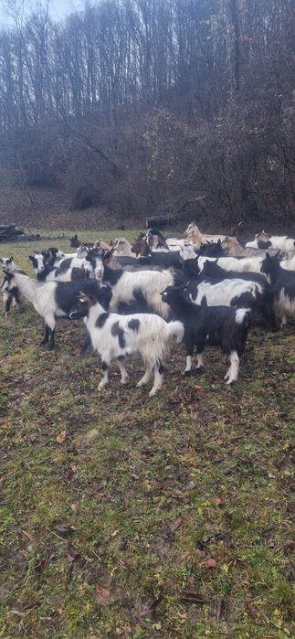 Disponibil 30 de capre