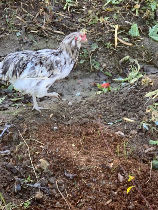 Vand Cocosi Araucana