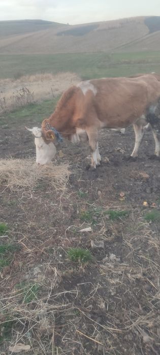 Vînd vaca de 5 ani