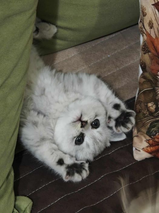 Сребърна чинчила