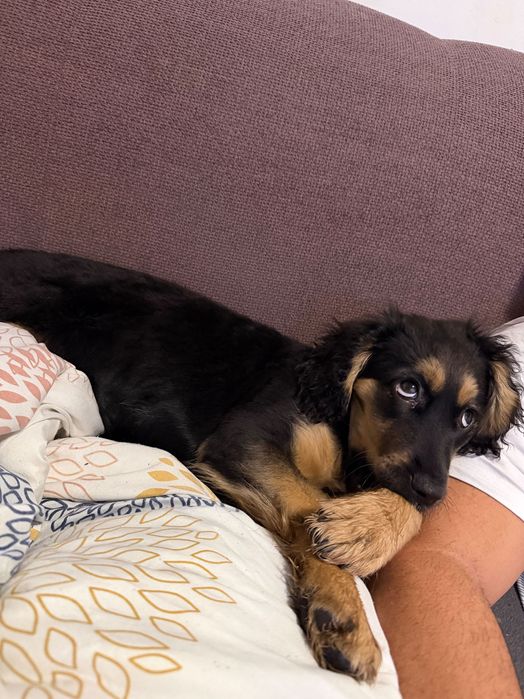 СПЕШНО!!! Подарявам женско кученце на 3 месеца