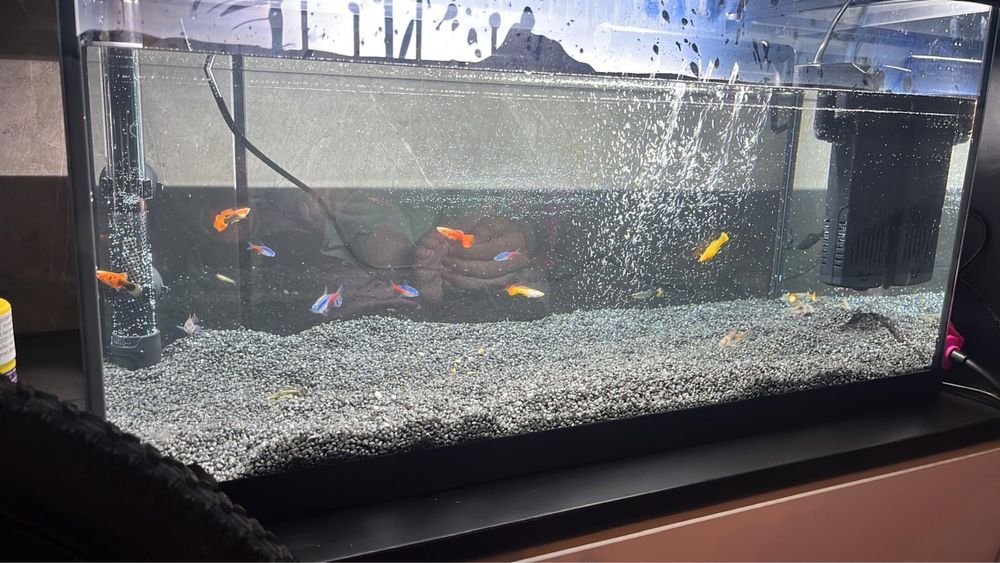 Acvariu pești/ reptile