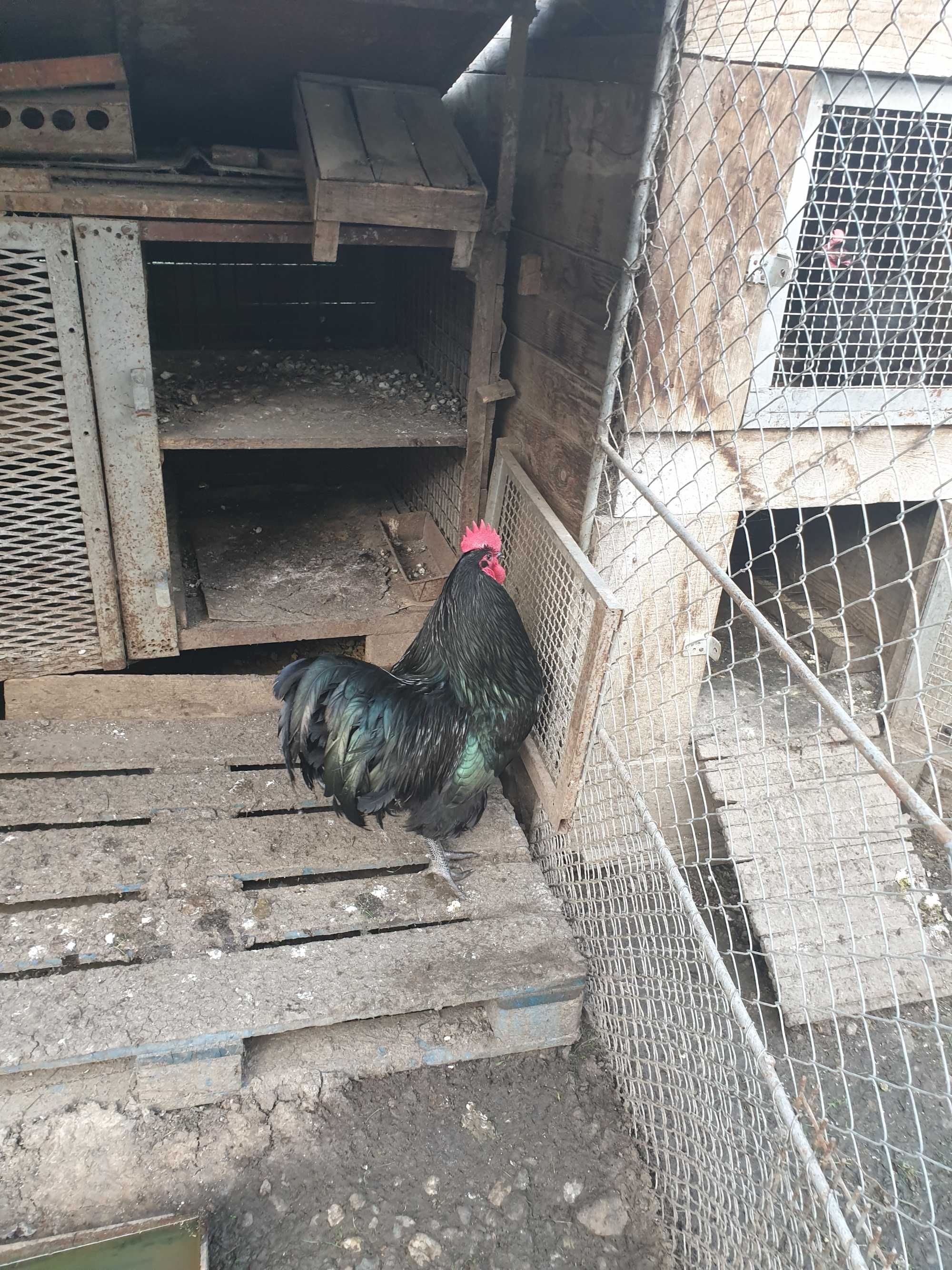 Cocoș de rasă Australorp negru