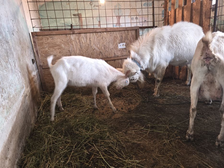 Țap Sannen ciut genetic
