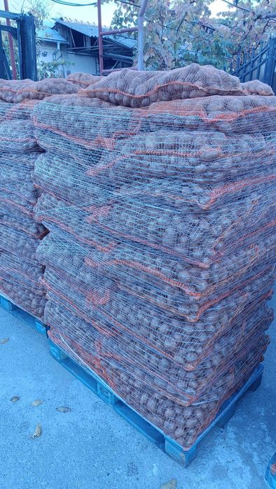 cartofi de samanta inmultire I, soiuri Riviera si Carera Carrera