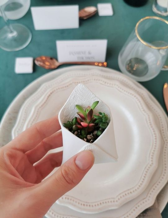 Marturii premium cu plante suculente