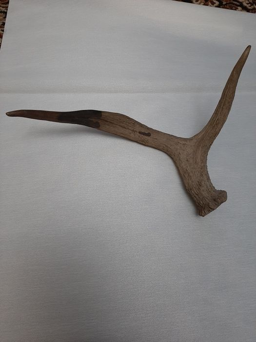 Продаются натуральные рога в хорошем состоянии