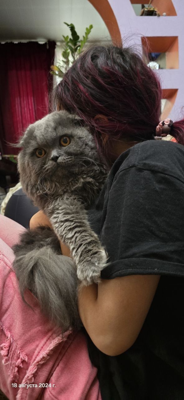 Шотландский котёнок фолд