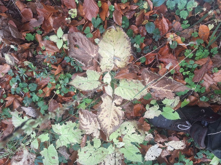 vand caine de trufe dresat