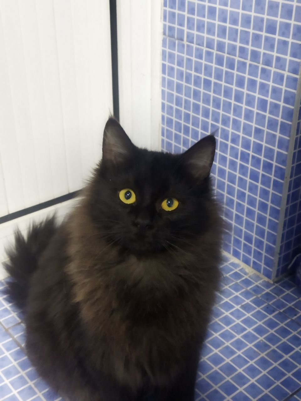 Отдам кота в хорошие руки